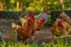 271 Deep Creek Road, Hannam Vale, NSW 2443-Image