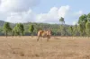 2788 Atkinson Road, Kunwarara QLD 4702-Image