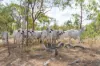 2788 Atkinson Road, Kunwarara QLD 4702-Image