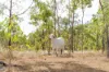 2788 Atkinson Road, Kunwarara QLD 4702-Image