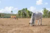 2788 Atkinson Road, Kunwarara QLD 4702-Image