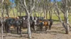 281 Highland Valley Road, Highland Valley, SA 5255-Image