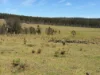 284 Tabulam Road, Lower Bottle Creek NSW 2469-Image