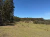 284 Tabulam Road, Lower Bottle Creek NSW 2469-Image