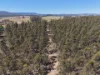 284 Tabulam Road, Lower Bottle Creek NSW 2469-Image