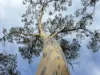 2875 Newell Highway, Rocky Glen NSW 2357-Image