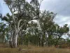 2875 Newell Highway, Rocky Glen NSW 2357-Image