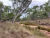 2875 Newell Highway, Rocky Glen NSW 2357-Image