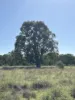 2875 Newell Highway, Rocky Glen NSW 2357-Image