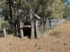 2875 Newell Highway, Rocky Glen NSW 2357-Image