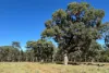 2875 Newell Highway, Rocky Glen NSW 2357-Image