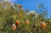2893 Bindoon- Moora Road, Mindarra, WA 6503