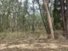 29, Twin Creek Road, Coolatai, NSW 2402-Image