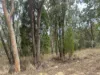 29, Twin Creek Road, Coolatai, NSW 2402-Image