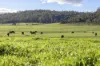 290 Batman Highway, Sidmouth, Tas 7270