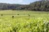 290 Batman Highway, Sidmouth, Tas 7270-Image