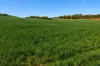 3042 Wilding Road, Wongan Hills, WA 6603-Image