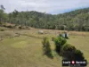 305 McCauley Weir Road, South East Nanango, Qld 4615-Image