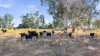 306 Orange Grove Road, Gunnedah, NSW 2380-Image