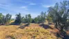 306 Orange Grove Road, Gunnedah, NSW 2380-Image