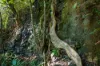 3077 Christmas Creek Road, Lamington QLD 4285-Image