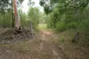 3164 Kangaroo Creek Road, Kangaroo Creek, NSW 2460-Image