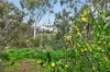32 Higgins Road, Buchfelde SA 5118-Image