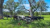 3201 Wallanbah Road, Dyers Crossing NSW 2429-Image