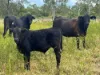 330 Inkerman Road, Fredericksfield, Qld 4806-Image