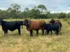 330 Inkerman Road, Fredericksfield, Qld 4806-Image