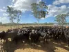 330 Inkerman Road, Fredericksfield, Qld 4806-Image