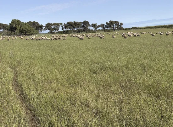 339 Butcher Road, Bookara, WA 6525