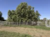 339 Butcher Road, Bookara, WA 6525-Image