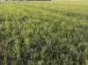 339 Butcher Road, Bookara, WA 6525-Image