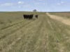 339 Butcher Road, Bookara, WA 6525-Image