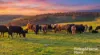 341 Wiles Firetrack, Wistow, SA 5251-Image