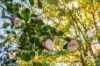 351 Greta Road, Kulnura, NSW 2250-Image
