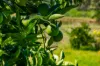 351 Greta Road, Kulnura, NSW 2250-Image