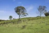 351 Mullins Creek Road, Breadalbane, NSW 2581-Image