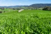 355 Lindsay Road, Staghorn Flat, Vic 3691-Image