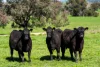 355 Lindsay Road, Staghorn Flat, Vic 3691-Image