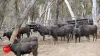 3578 Kings Highway, Bungendore, NSW 2621-Image