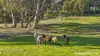 358 Harrogate Road, Brukunga, SA 5252-Image
