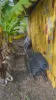 359 Mooney Road, Gaeta, Qld 4671-Image