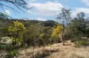36 Balgownie Road (Quidong), Delegate NSW 2633-Image