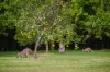 360 Bobs Creek Road, Bobs Creek, NSW 2439-Image