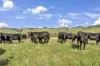 3655  South Gippsland Highway, Foster, Vic 3960-Image