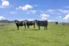 3655  South Gippsland Highway, Foster, Vic 3960-Image