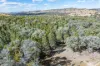 3705 Frogmore Road, Hovells Creek, NSW 2794-Image