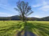 372 Upper King River Road, Cheshunt, Vic 3678-Image